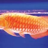 images_091